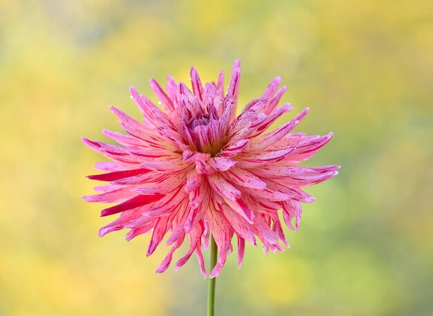 Photo lavender flower nice chrysanthemum purple tulip bouquet of nice pink tulips ready as a gift for valentine's day