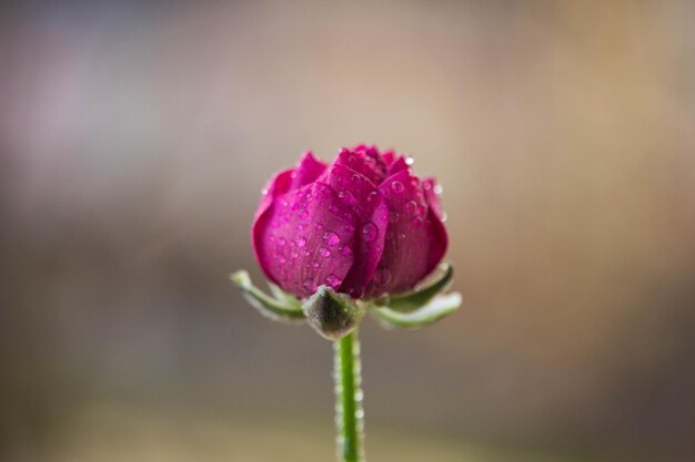 Lavender flower Nice chrysanthemum purple tulip Bouquet of nice pink tulips ready as a gift for Valentine's Day