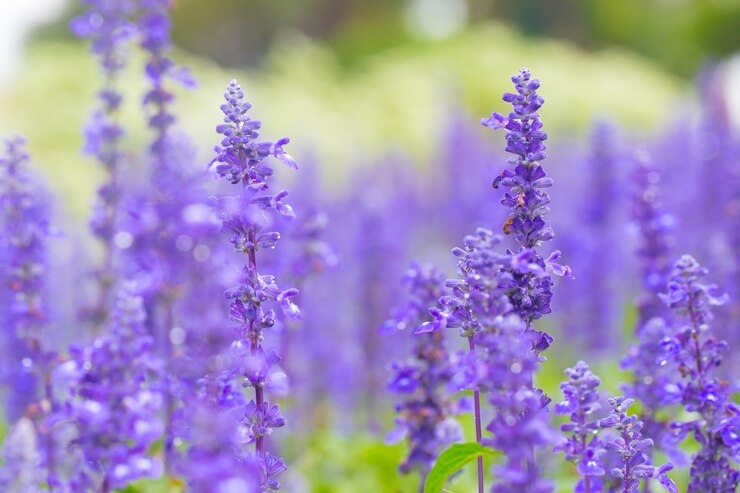 ラベンダーの花の浅い焦点ぼかしの背景。