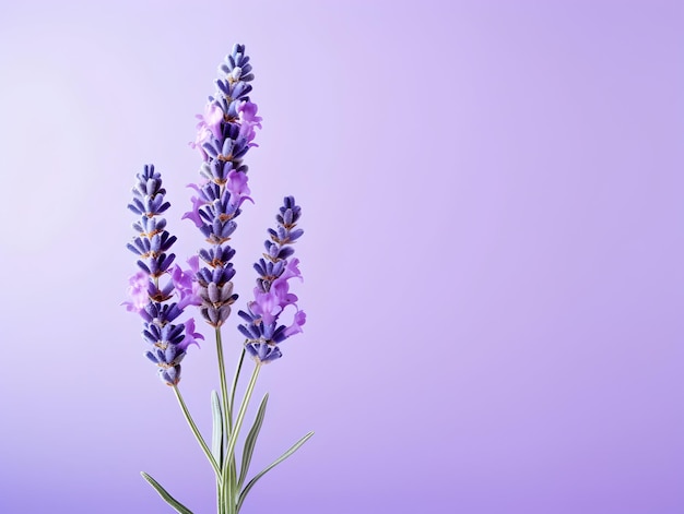 lavender flower in studio background single lavender flower Beautiful flower images