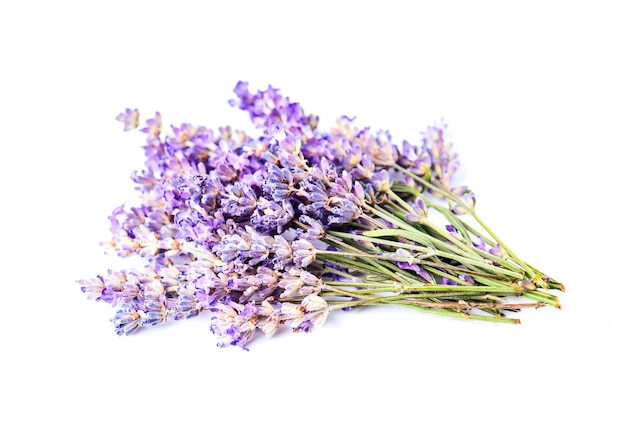 Fiore di lavanda su sfondi bianchi.