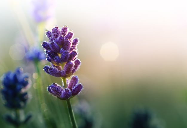 昇る太陽の下で朝露とラベンダーの花。草のクローズアップマクロの水滴からの自然なボケ光と紫色に咲くラベンダー