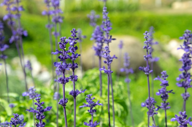 ラベンダーの花