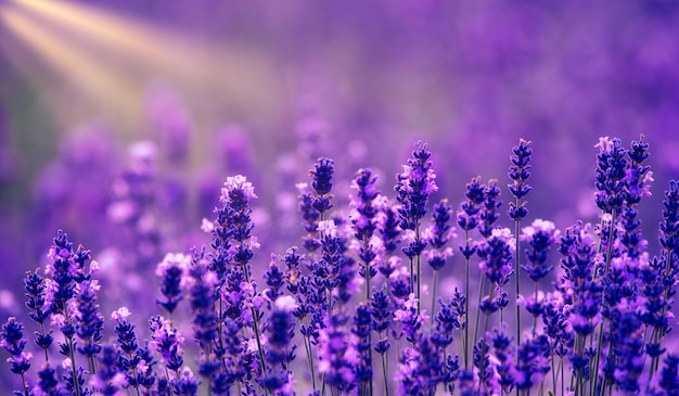 Lavender flowers abstract natural background close up