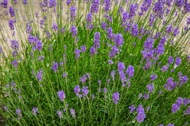 Lavender flowers are bright purple in close-up, in the background. . High quality photo