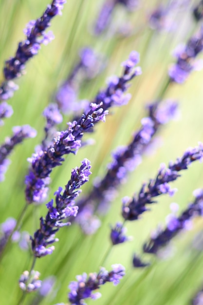 Lavender flowers background