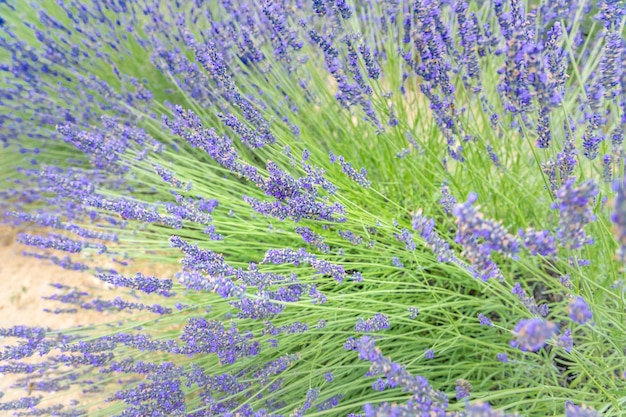 Lavender flowers blooming field, lonely trees uphill on sunset. Valensole, Provence, France, Europe.