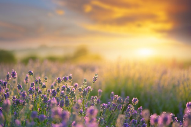 Lavender flowers blooming on sunset sky Natural background