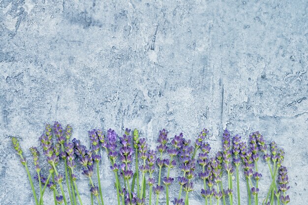 Lavender flowers on blue background. Copy space, top view.