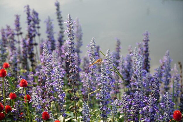 Lavender flowers blue salvia and red globe amaranths flower Gomphrena Martiana with dragonfly in the natural forest parkInspirational motivational morning in gardenBlur backgroundClose up