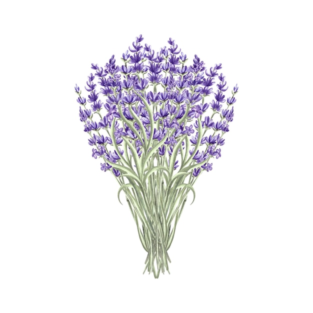 Lavender flowers bunch purple spring watercolor illustration isolated hand drawn provence floral