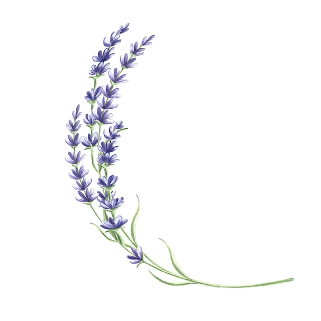 Foto fiori di lavanda grappolo d'acquarello viola illustrazione isolata disegnato a mano bouquet floreale di provenza