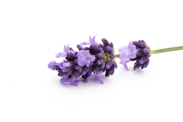 Photo lavender flowers bunch tied isolated on white background.