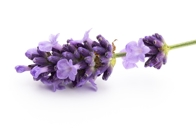 Mazzo di fiori di lavanda legato isolato su sfondo bianco.