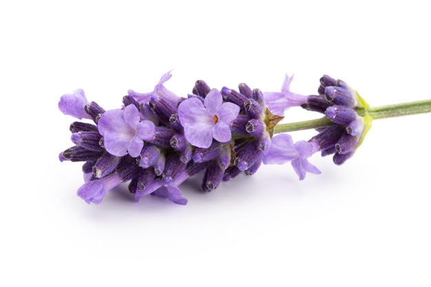 Lavender flowers bunch tied isolated on white background