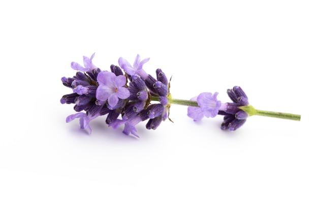 Lavender flowers bunch tied isolated on white background