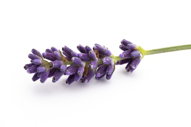 Mazzo di fiori di lavanda legato isolato su sfondo bianco.