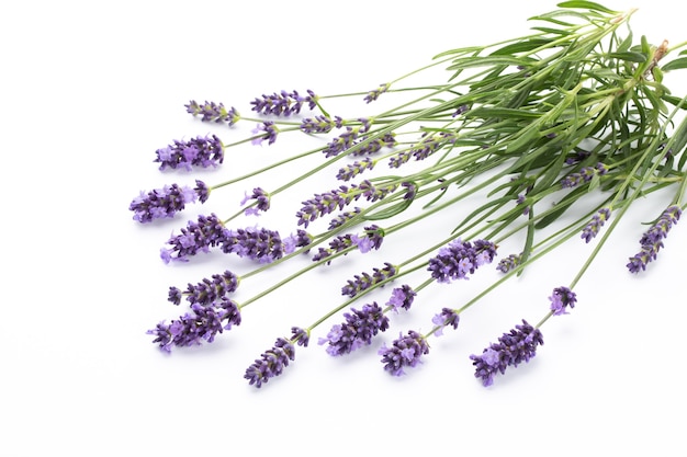 Lavender flowers bunch tied isolated on white surface.