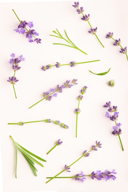 Fascio di fiori di lavanda su uno sfondo bianco.