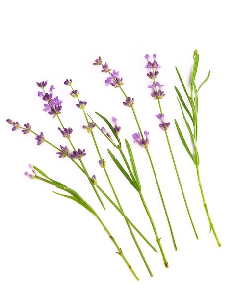 Lavender flowers bundle on a white wall