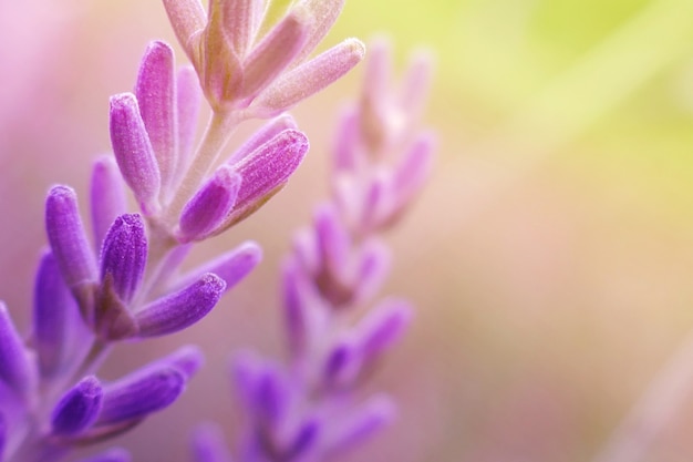 ぼやけているラベンダーの花のクローズアップ