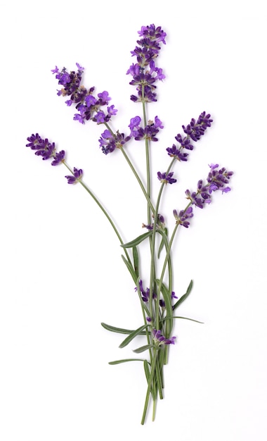 Lavender flowers close up