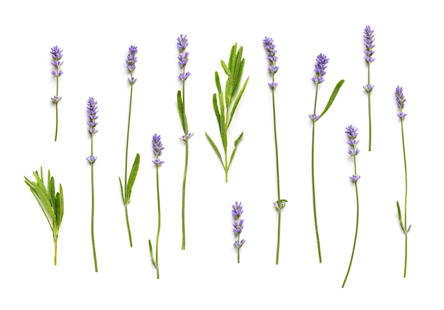 Lavender flowers collection isolated on a white background