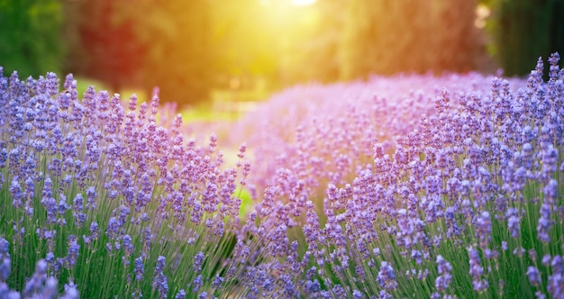 ラベンダーの花の詳細と美しい夕日の色の効果を持つぼかした背景