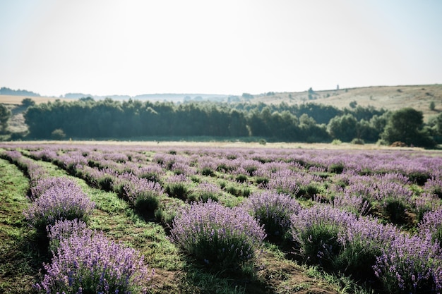 Lavender flowers farm