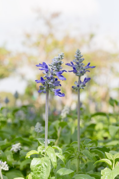 フィールドでラベンダーの花。