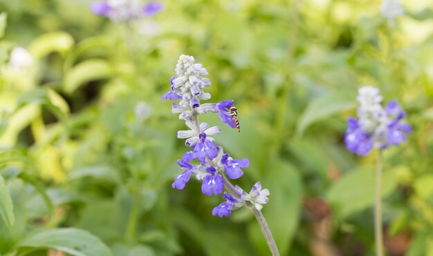 フィールドでラベンダーの花。