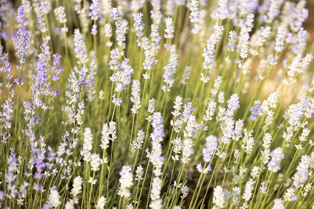 フラワーガーデンのラベンダーの花日光に照らされたラベンダーの花