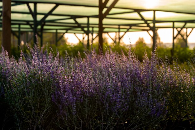 Lavender flowers in flower pots at sunset in the garden center