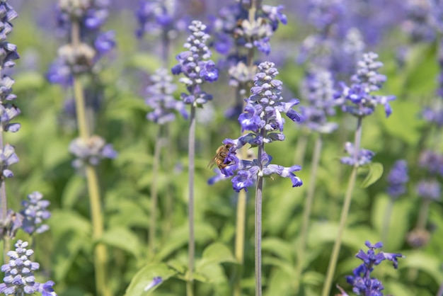 庭のラベンダーの花