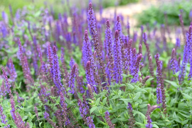 Lavender flowers on green