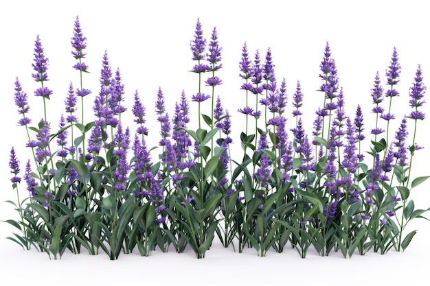 Photo lavender flowers group isolated on white background lavender flowers lavender