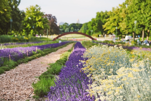 ブリュッセルの公園で成長しているラベンダーの花