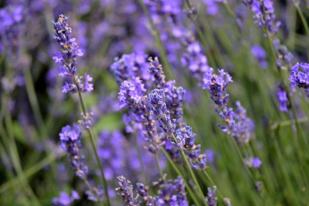 Lavender flowers growing at park
