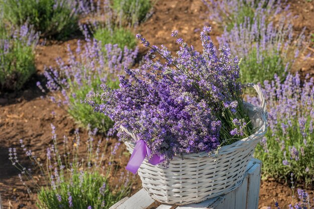 ラベンダー農園のバスケットで収穫されたラベンダーの花