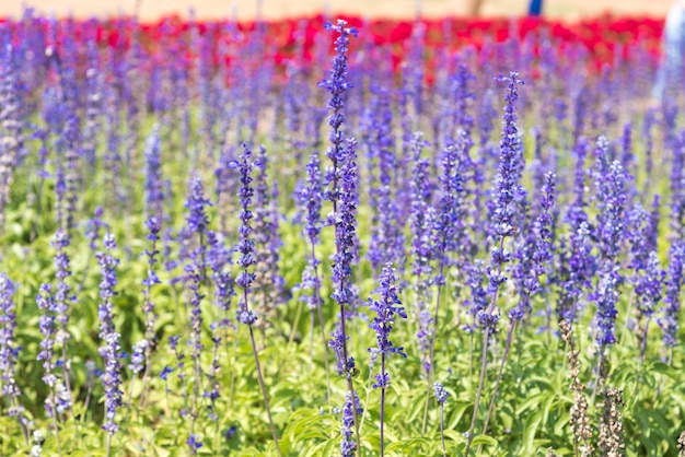 写真 庭のラベンダーの花