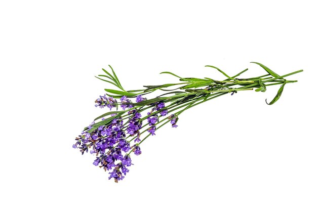 Lavender flowers isolated on white background bouquet of lavender flowers