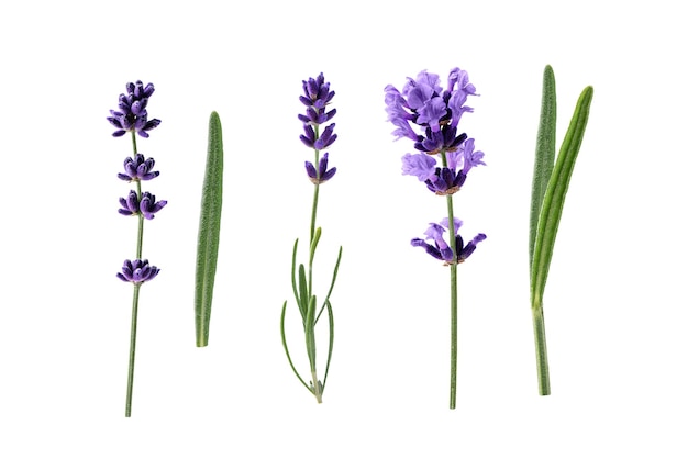 Lavender flowers isolated on white background Collection of lavender flowers and leaves for design