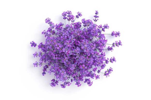 Lavender flowers isolated on white background top view