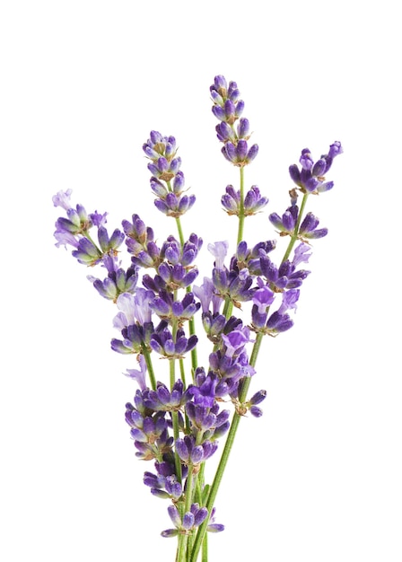 Lavender flowers isolated on white background