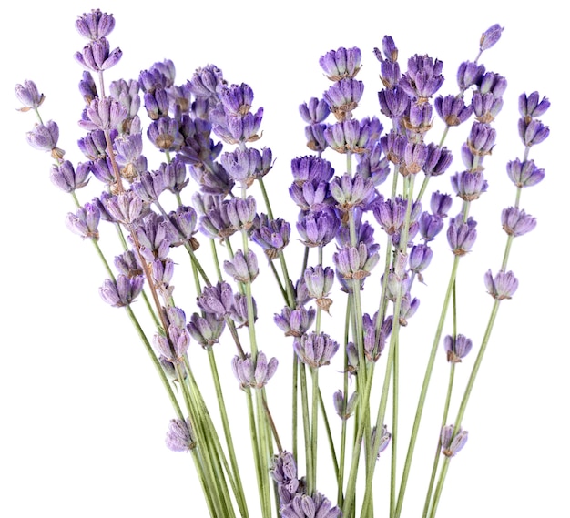 Fiori di lavanda isolati su sfondo bianco