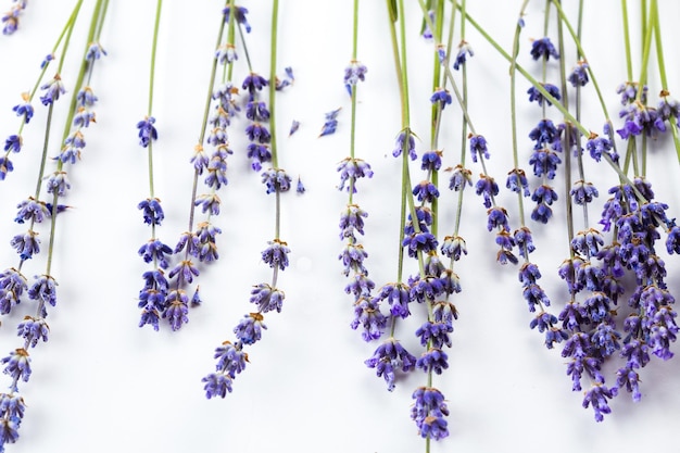 Lavender flowers isolated on white background