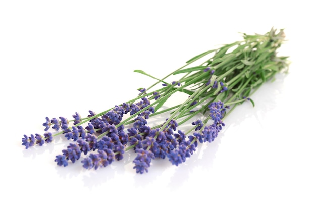 Lavender flowers isolated on white