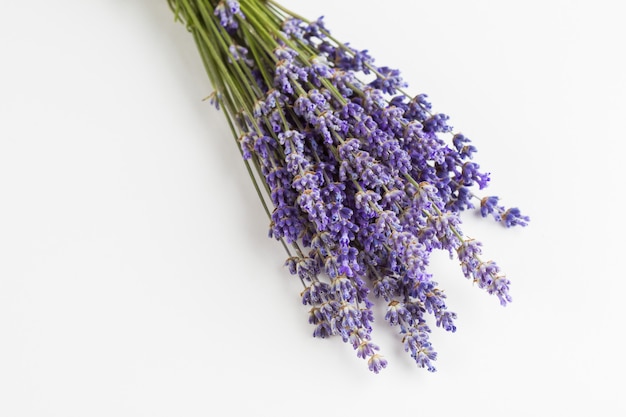 Lavender flowers isolated