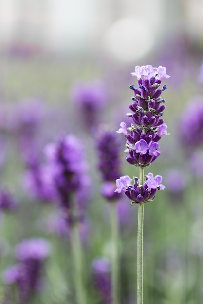 Lavender flowers Lavender field wallpaper