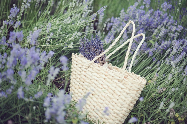 Lavender flowers in lavender field. 